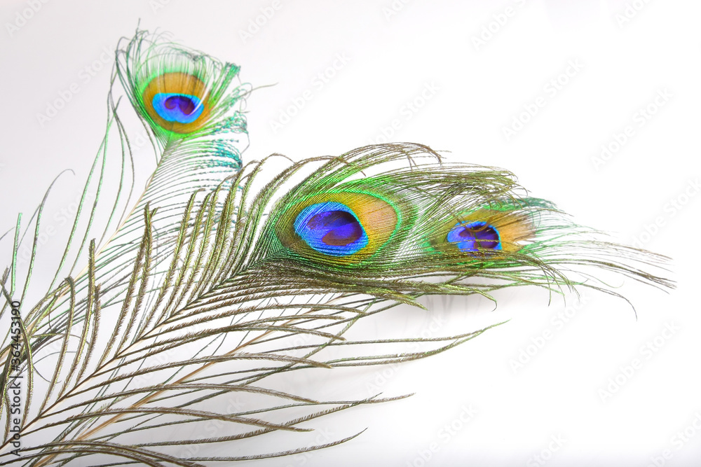 Fototapeta premium Peacock feathers on a white background. Isolated