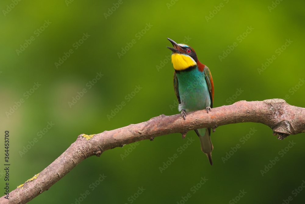 European Bee-Eater - Merops Apiaster on a branch , exotic colorful migratory bird European Bee-Eater - Merops Apiaster on a branch , exotic colorful migratory bird