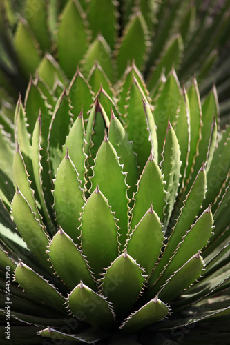 eine Agave close up .