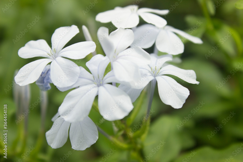 White flower Background/ wallpaper nature White flower Background/ wallpaper nature