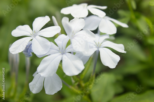 White flower Background/ wallpaper nature