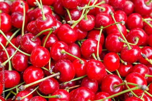 Harvest of bright red cherries © vomirak