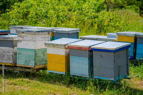 Colorful hives of bees on a meadow in summer. Hives in an apiary with bees flying to the landing boards. Apiculture. Bee smoker on hive.