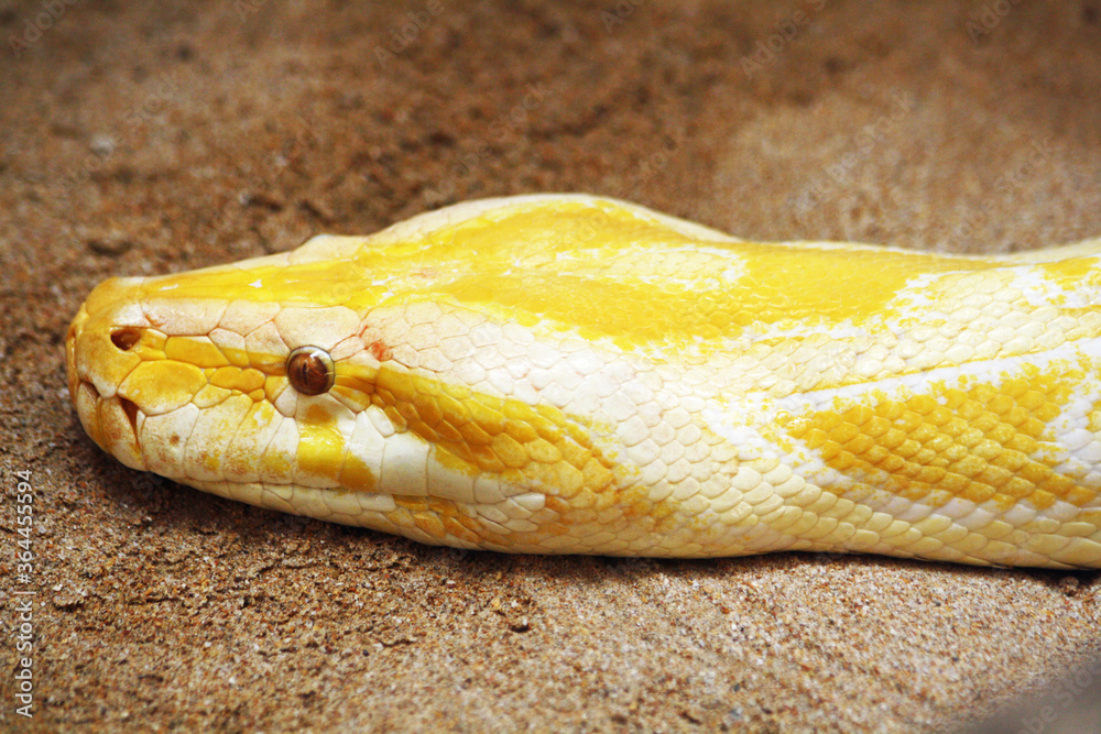 Tigerpython Tigerpython