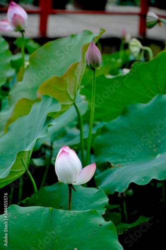 lotus leaf 