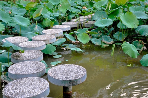 steps through lotus pond