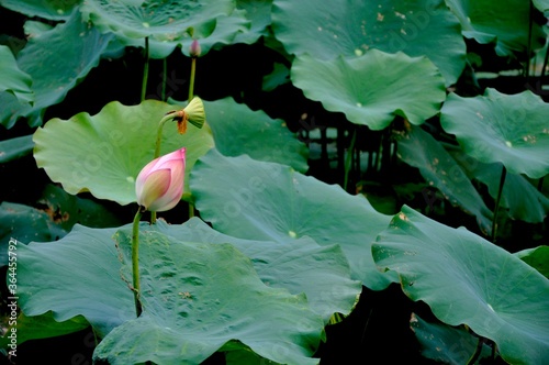 lotus flower and leaves