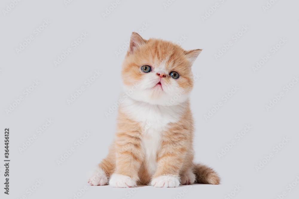 white and orange young exotic persian cat on isolated white background