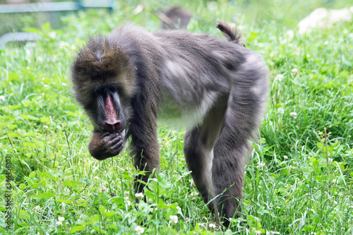 Mandrill