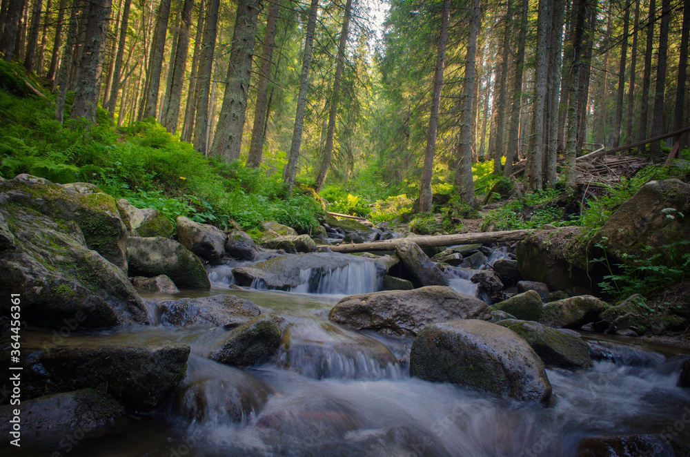 stream in the forest stream in the forest