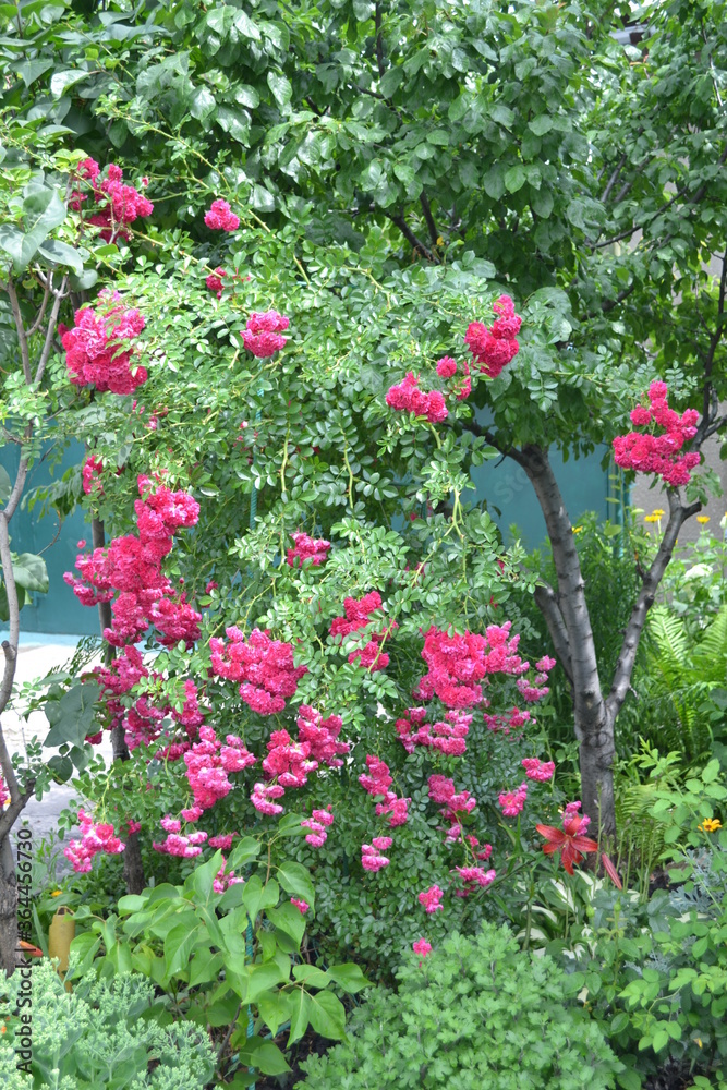 Beautiful rose Bush.