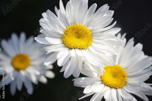 Daisies in sunlight