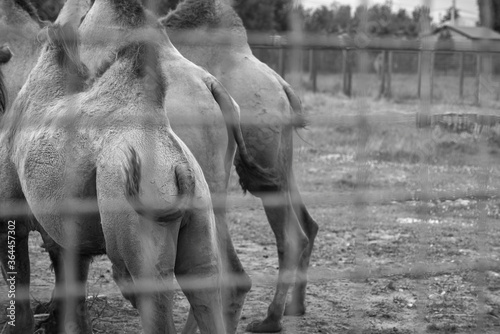 a herd of camels