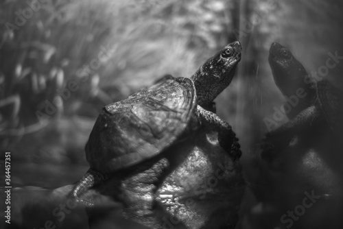 turtle in the water
