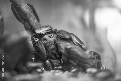 cockroaches on a tree