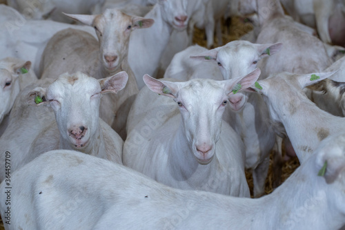Goats. Goatfarm. Goatstables.  © A