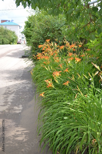 Roadside lilies.