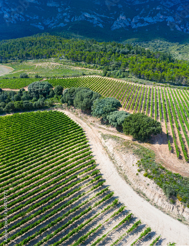 Landscape of vineyards and forest in the Sierra de Cantabria from a drone. Leza. Alava Province. Autonomous Community of the Basque Country. Spain. Europe