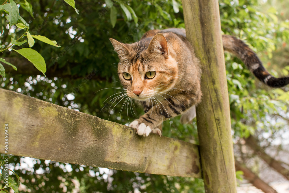 the cat plays on a children's swing, on a wooden frame, scratches the cat plays on a children's swing, on a wooden frame, scratches