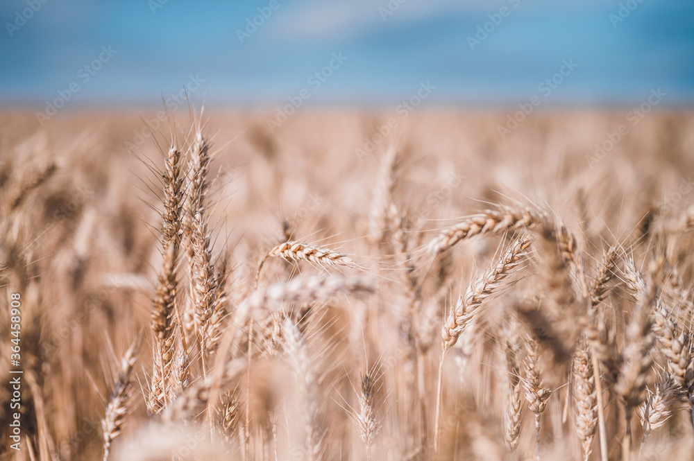 Fototapeta premium Summer grain field. Grain closeup. Summer grain and blue sky in background.