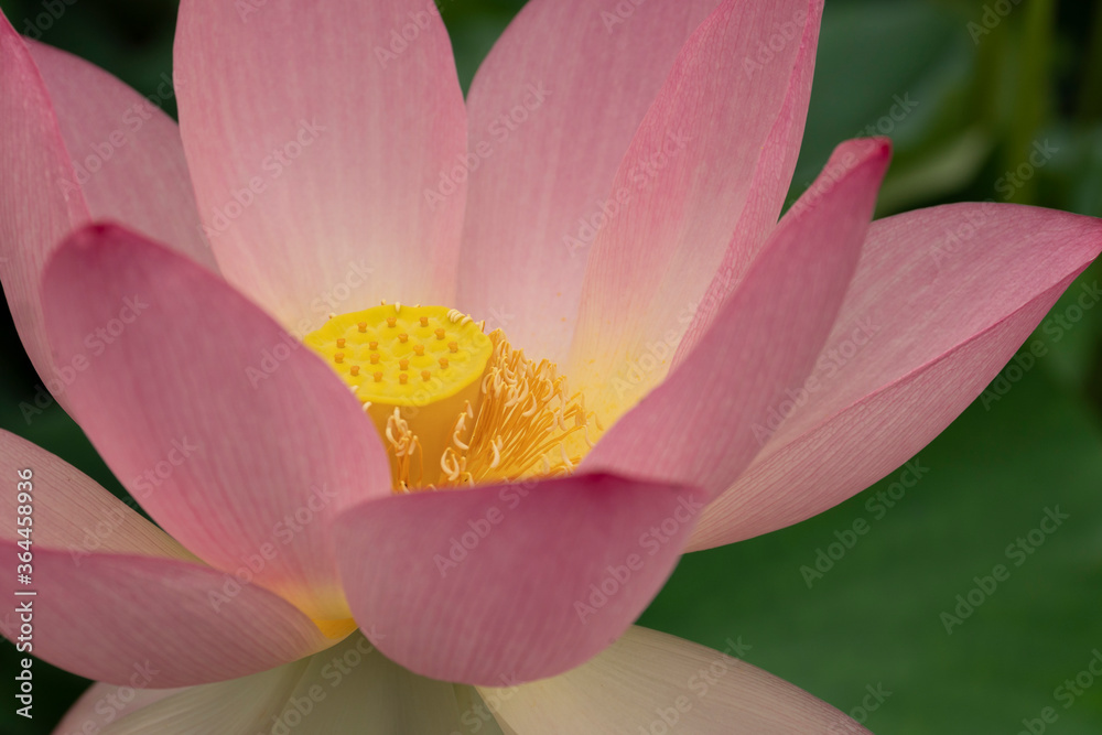 pink lotus is a beautiful flower pink lotus is a beautiful flower