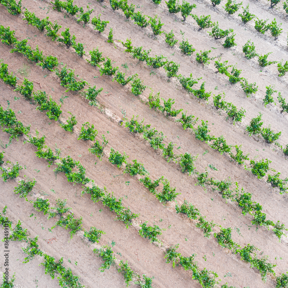 Vineyard landscape in summer from a drone. San Vicente de la Sonsierra. Autonomous Community of La Rioja. Spain. Europe Vineyard landscape in summer from a drone. San Vicente de la Sonsierra. Autonomous Community of La Rioja. Spain. Europe