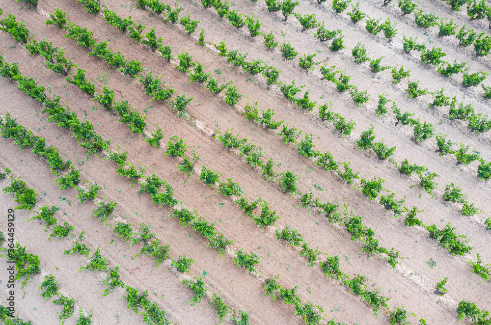 Vineyard landscape in summer from a drone. San Vicente de la Sonsierra. Autonomous Community of La Rioja. Spain. Europe