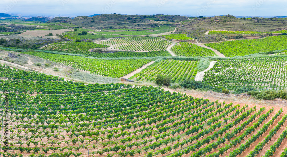 Vineyard landscape in summer from a drone. San Vicente de la Sonsierra. Autonomous Community of La Rioja. Spain. Europe