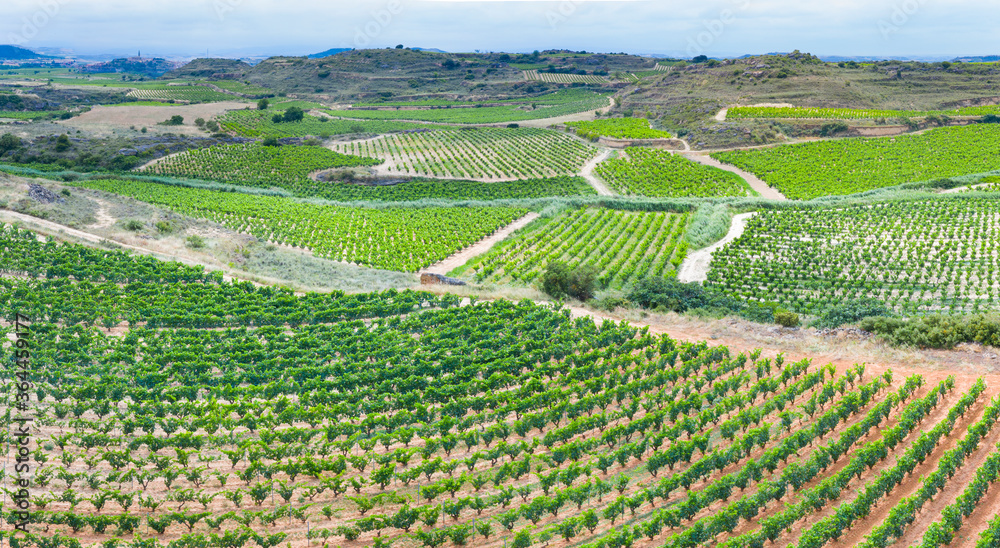 Vineyard landscape in summer from a drone. San Vicente de la Sonsierra. Autonomous Community of La Rioja. Spain. Europe Vineyard landscape in summer from a drone. San Vicente de la Sonsierra. Autonomous Community of La Rioja. Spain. Europe