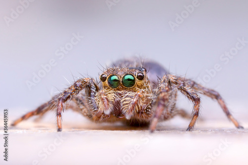 Jumping spider, jumping as far as cheetah speed