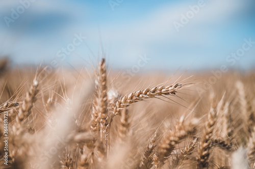 Summer grain field. Grain closeup. Summer grain and blue sky in background.