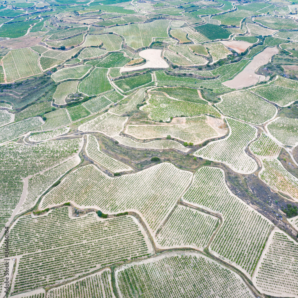 Vineyard landscape in summer from a drone. San Vicente de la Sonsierra. Autonomous Community of La Rioja. Spain. Europe