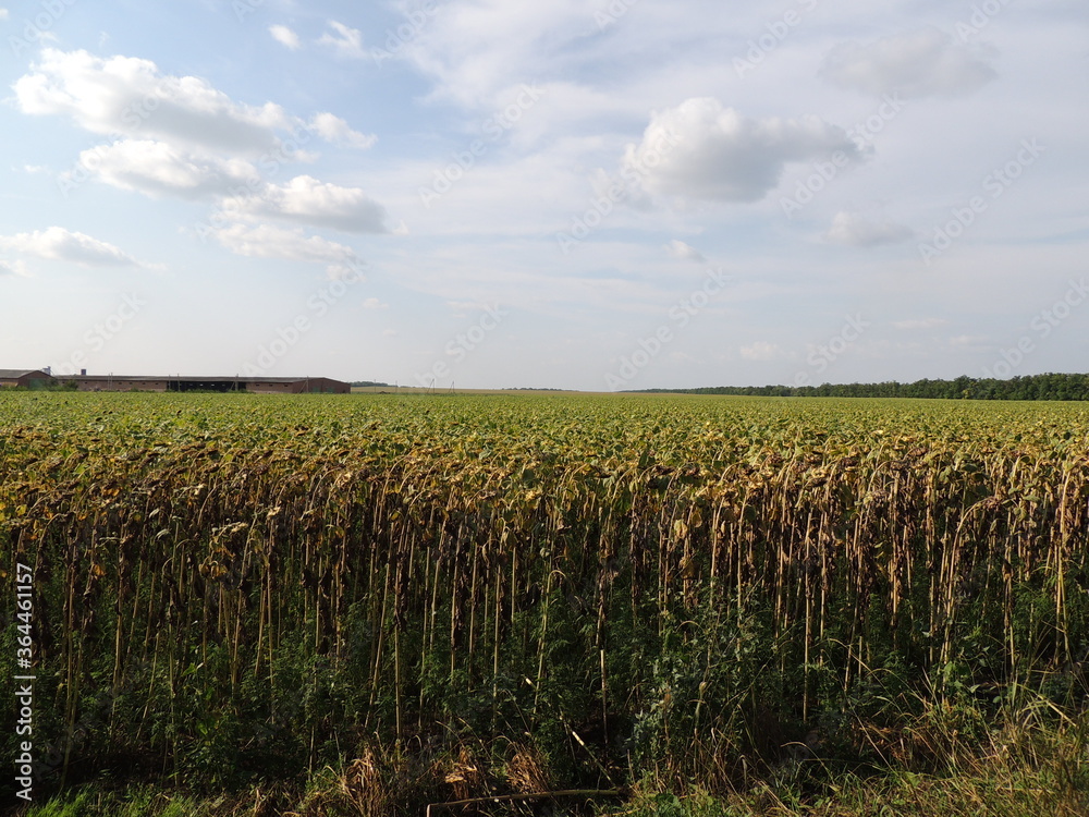 sunflower field along the road