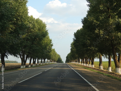 the trees along the route