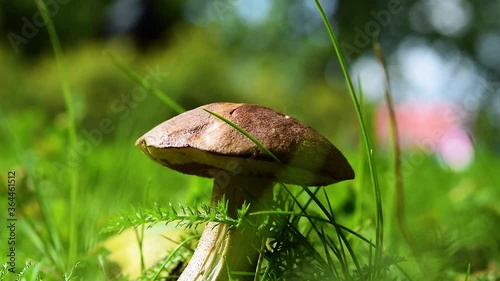 Edible mushroom podberezovik, obabok, Leccinum, illuminated by the sun, among green grass and yellow leaves