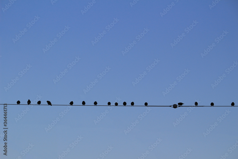 A flock of pigeons standing side by side on an electric wire waiting for the dawn A flock of pigeons standing side by side on an electric wire waiting for the dawn