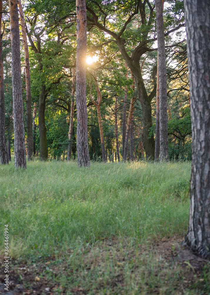Beautiful summer forest landscape. Pine forest in the sun. Sun rays passing through the branches of trees at sunset Beautiful summer forest landscape. Pine forest in the sun. Sun rays passing through the branches of trees at sunset
