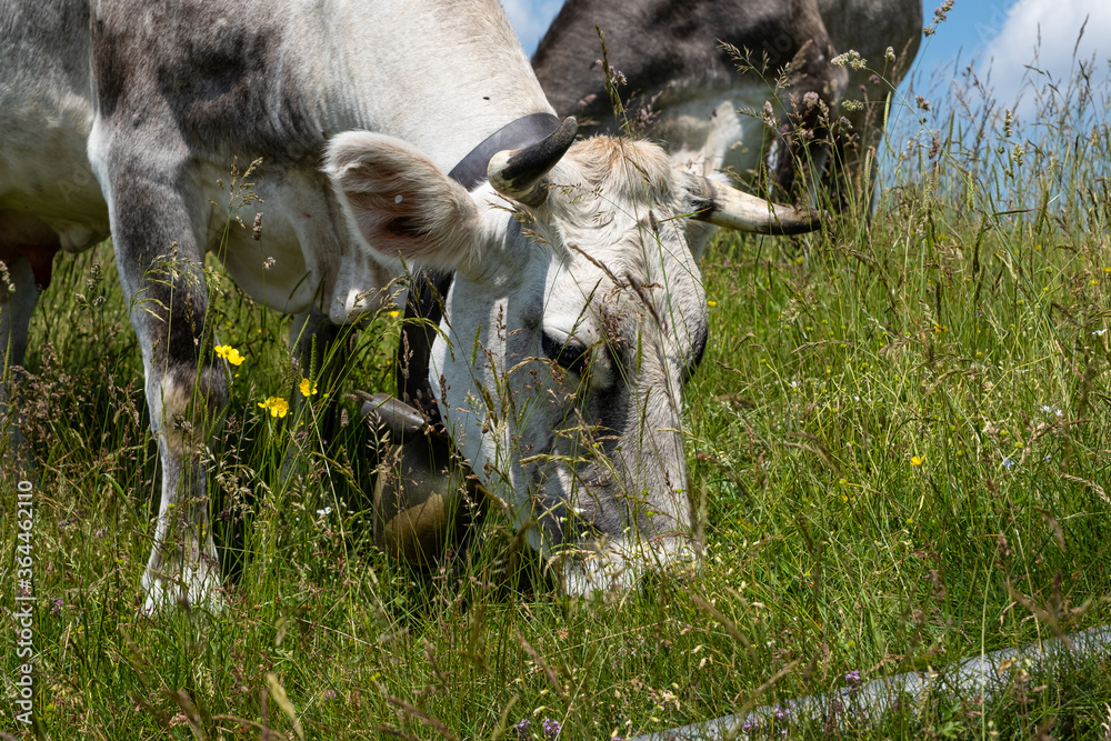 Mucca al pascolo vicino Brentonico
