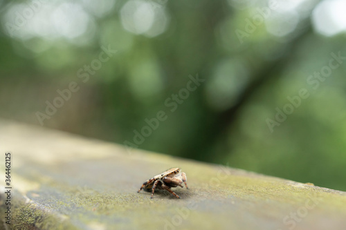 獲物を探す蠅取り蜘蛛 © fuujin