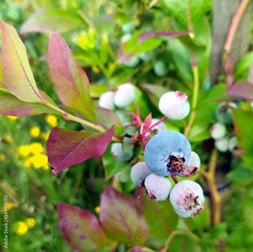 huckleberry
