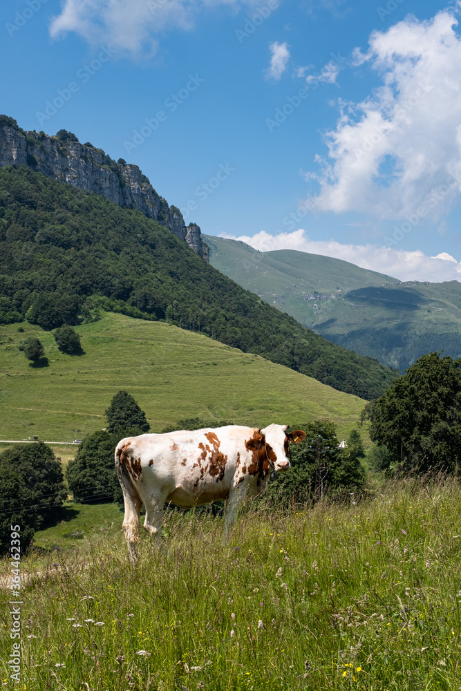 Mucche al pascolo vicino Brentonico