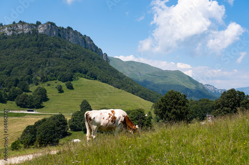 Mucca al pascolo vicino Brentonico