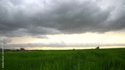 Green Rice fields in a cloudy day. Countryside landscape. El palmar, Valencia, Spain