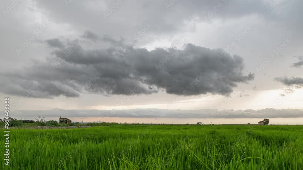 Green Rice fields in a cloudy day. Timelapse. El palmar, Valencia, Spain Green Rice fields in a cloudy day. Timelapse. El palmar, Valencia, Spain