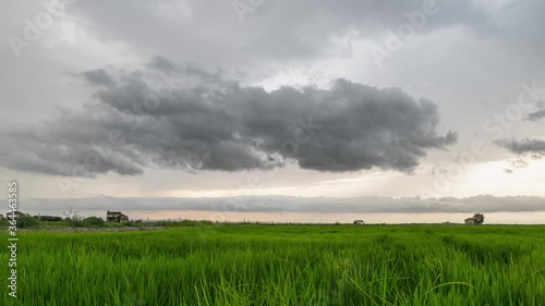 Green Rice fields in a cloudy day. Timelapse. El palmar, Valencia, Spain