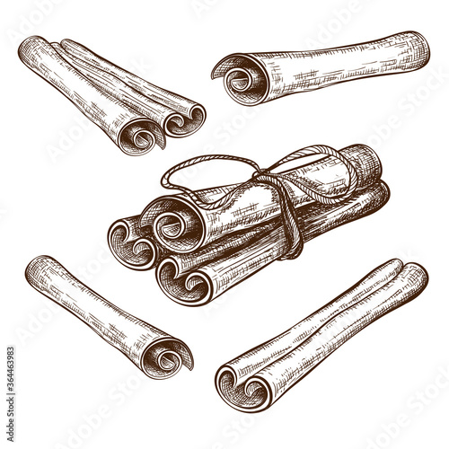 hand drawn cinnamon sticks and rolls vector illustration. cannella sketch collection isolated on white. engraved flavor spice clipart in vintage style. Mulled wine, coffee and cooking ingredient
