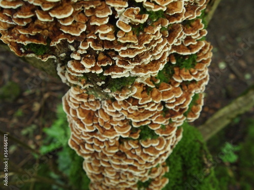 Fungus growing in tree