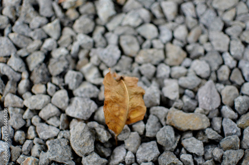 dry leaf on the pebble stones on the ground photo
