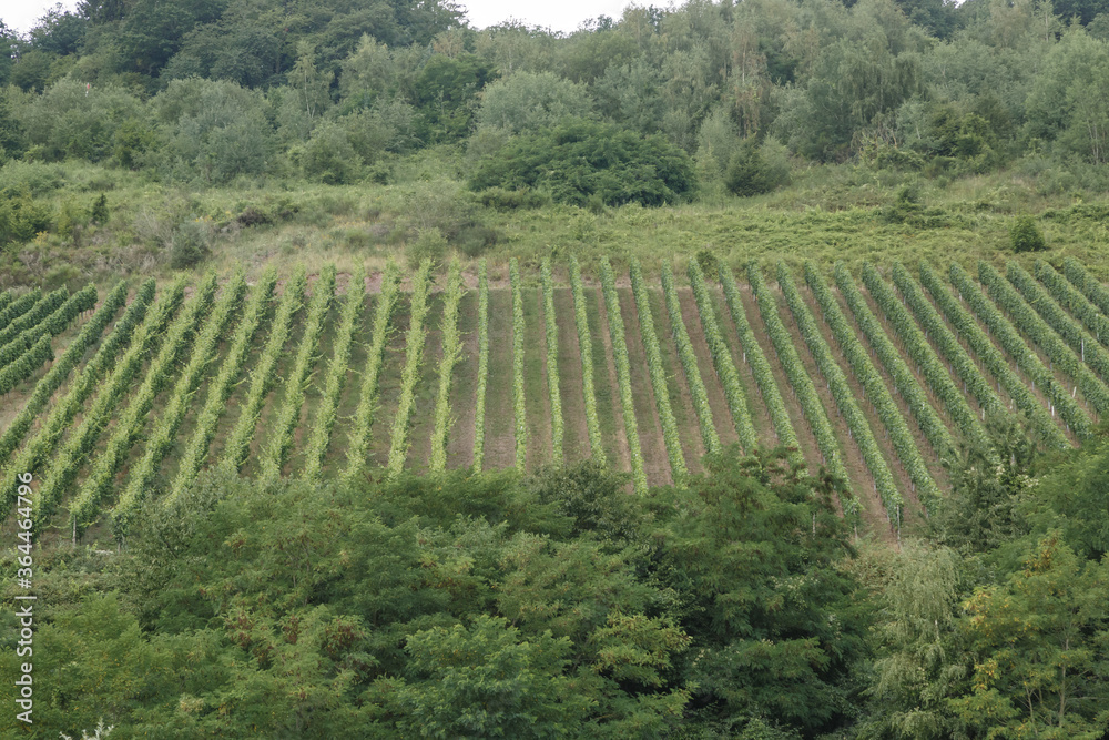 Weinanbau an der Mosel, Rheinland-Pfalz, Deutschland