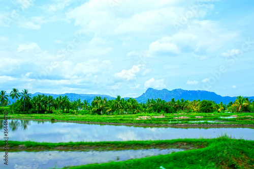 Rice field in Payakumbuh, West Sumatra Indonesia